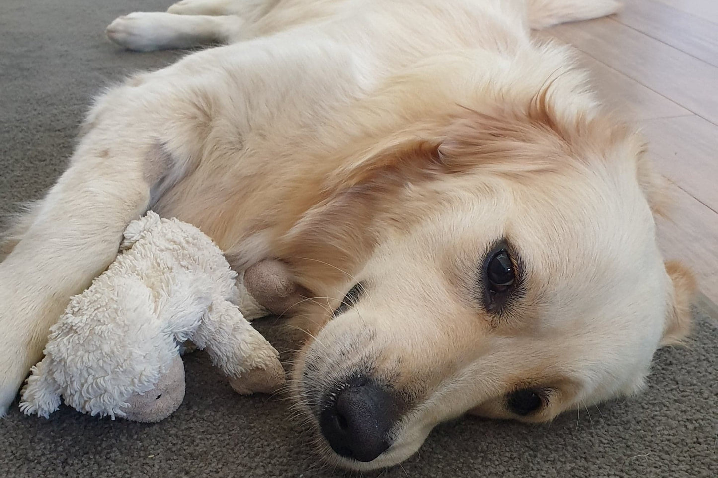 Reduce your pet’s environmental pawprint with these simple tips
