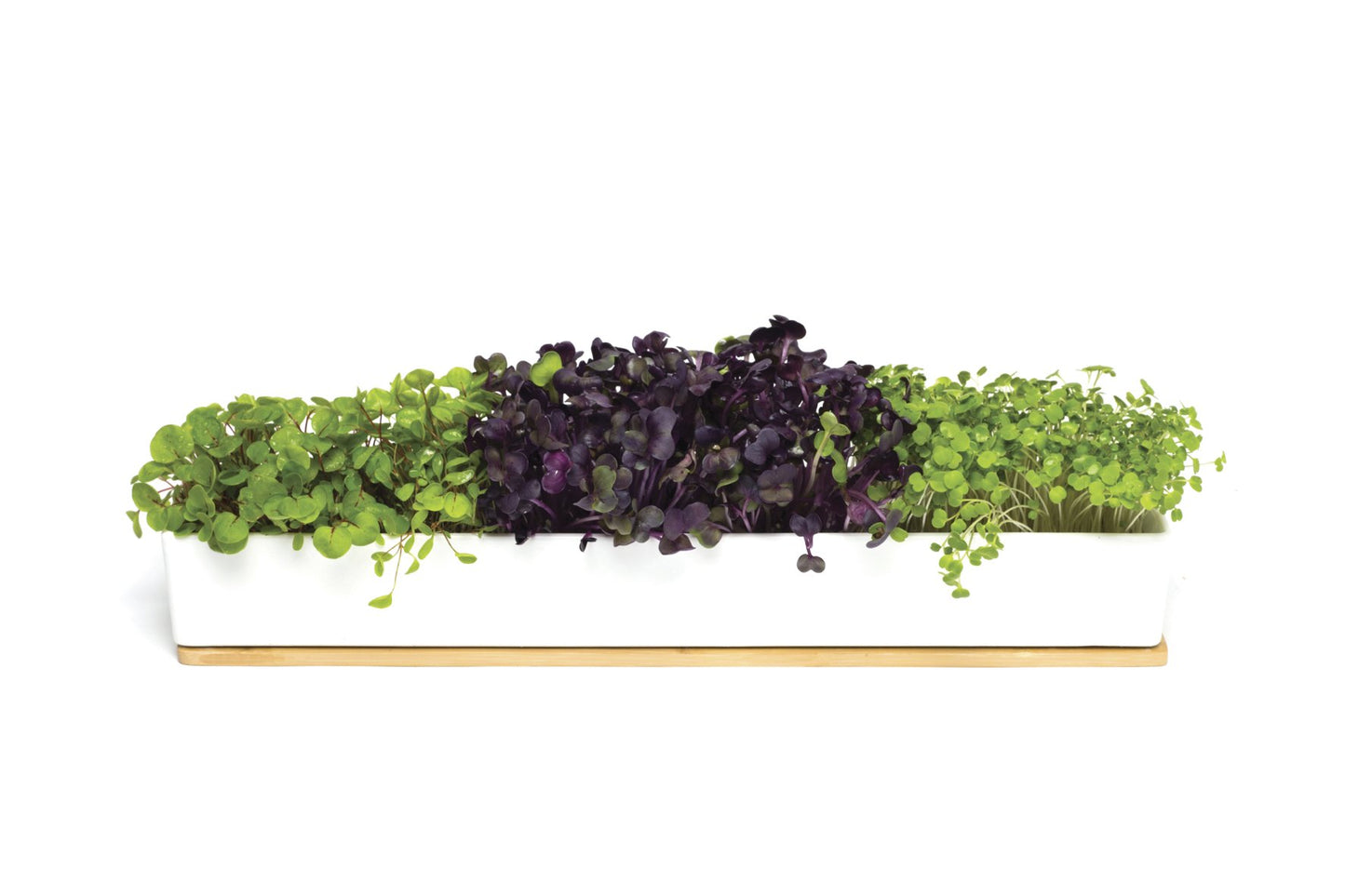 Urban_Greens_Co._Microgreens_Windowsill_Box_Grow_Kit