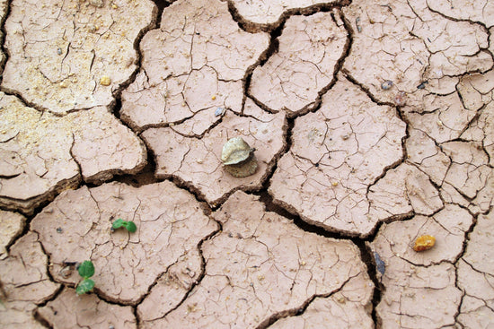 Dying for a drop: wise ways to get real about drought