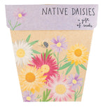 Sow n Sow Native Daisies Gift of Seeds